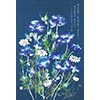 藍のケシ